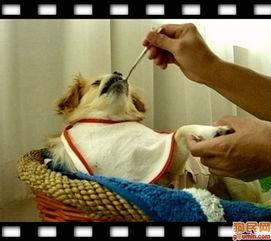 国产蝴蝶犬图片视频,灵动优雅，魅力四溢的国宝犬种