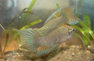 国产斗鱼怎么喂养视频,视频教程详解